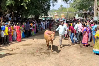 காணும் பொங்கலையொட்டி புதுச்சேரியில் களைகட்டிய மஞ்சுவிரட்டு