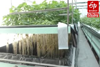 aeroponic technology Potato farming