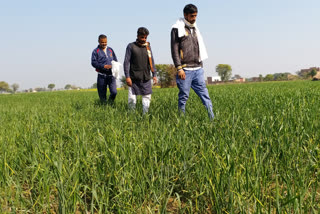 Nuh farmer gets Rs 1.5 lakh compensation through pm crop insurance scheme