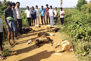 sheeps dies by electrical shock