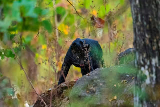 Black leopard spotted in Pench National Park, Madhya Pradesh