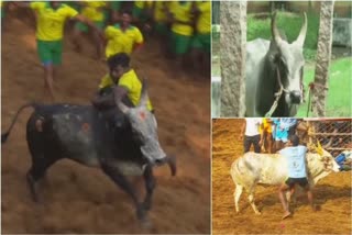 Avaniyapuram Madurai Jallikattu Festival Underway Several Players Injured