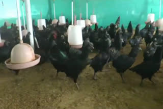 bird flu symptoms not found in Kadaknath chicken in ambala