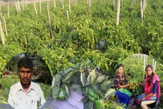 farmer-karthik-ram-chandra-of-chikhali-village-earning-from-farming-of-shimala-chilli