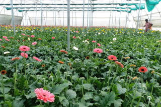 gerbera cultivation