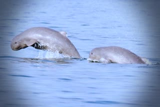 Dolphin Population  Rises in Chilika lake