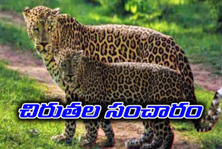 leopards were roaming in the Village they are panic in medak district