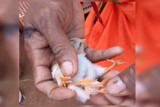chick has five legs; video viral