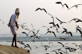 bird-flu-983-more-birds-die-in-maharashtra-state-death-toll-soars-to-5151