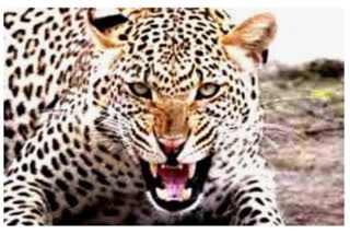 leopard killed goats in nanded district