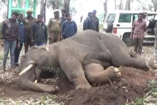 40 year old elephant died in a road accident at Krishnagiri