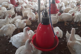 chicken prices decline due to bird flu in ratnagiri