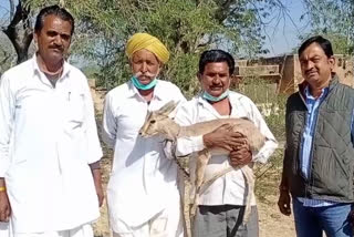 pokaran jaisalmer news, हिरण का बच्चा,  forest department, भादरिया गांव का परिवार