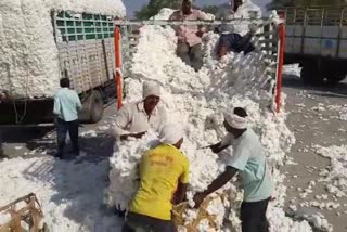 Cotton