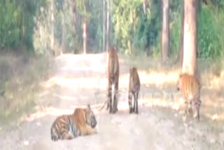 Tigress along with three cubs spotted in Kanha National Park