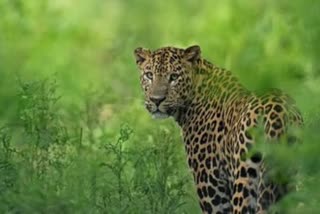 leopard-wandering-at-pocharam-hills-edapally-mandal-in-nizamabad-district