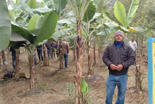 banana plantation