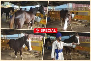 Marwari horse worth crores of rupees in  team of Nihang Sikhs at Singhu border