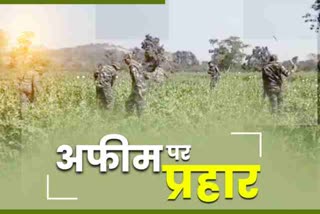 millions-of-opium-destroyed-in-ten-years-in-jharkhand