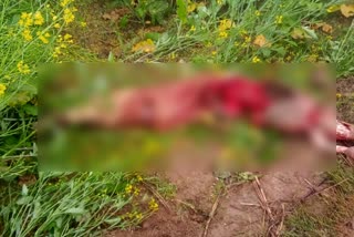 jhajjar old man Dead body