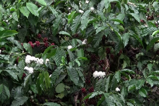 Coffee plants bloom before harvest in idukki  coffee farmers is in crisis in high range  ഇടുക്കിയിലെ കാപ്പികർഷകർ പ്രതിസന്ധിയിൽ  വിളവെടുപ്പിന് മുന്നേ കാപ്പിച്ചെടികള്‍ പൂവിട്ടു