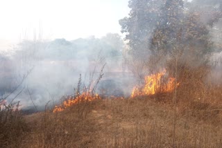 forest behind Rabindranath Bhavan of Visva-Bharati caught fire