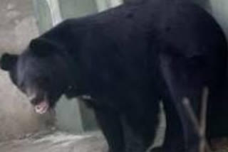 Wild bear takes refuge in a school in Kupwara, locals terrified