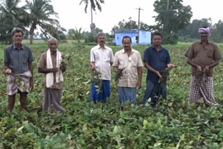 முளைவிடத் தொடங்கிய  மானாவாரி பயிர்கள்