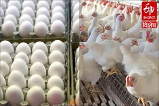 egg-and-chicken-sales-down-in-faridabad-due-to-bird-flu