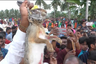 பாடிவேட்டை முயல் விடும் பாரம்பரிய திருவிழா முயல் விடும் பாரம்பரிய திருவிழா திருவிழா தருமபுரி மாவட்ட செய்திகள் Muyal Vidum Vizha Aarur Muyal Vidum Vizha Dharmapuri Village people celebrate traditionally 'Muyal Vidum Vizha' Dharmapuri latest news Dharmapuri district news முயல் விடும் திருவிழா