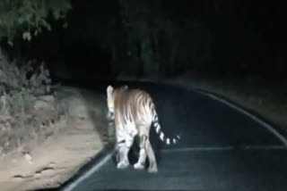 Tiger in front of car