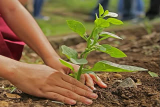 ഭുവനേശ്വർ  വനവത്ക്കരണം  ഒഡീഷ സർക്കാർ  Odisha  CAMPA for afforestation  2021-22 സാമ്പത്തിക വർഷം  CAMPA