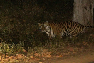 Tiger outside of Kanha National park, Travellers capture video of Tiger outside of Kanha National park, Kanha National park, Kanha National park news, Kanha National park latest news, ಕನ್ಹಾ ರಾಷ್ಟ್ರೀಯ ಉದ್ಯಾನದ ಹೊರಗಡೆ ಕಂಡ ಹುಲಿರಾಯ, ಹುಲಿಯ ವಿಡಿಯೋ ಸೆರೆ ಹಿಡಿದ  ಪ್ರವಾಸಿಗರು, ಕನ್ಹಾ ರಾಷ್ಟ್ರೀಯ ಉದ್ಯಾನ, ಕನ್ಹಾ ರಾಷ್ಟ್ರೀಯ ಉದ್ಯಾನ ಸುದ್ದಿ,