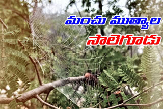 A spider web covered with snowdrops in mahabubabad