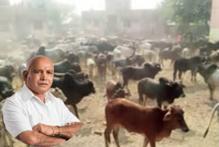 anti-cow slaughter law  anti-cow slaughter law in karnataka  anti-cow slaughter law in Karnataka govt  ഗോവധ നിരോധന നിയമം  കർണാടക  യെദ്യൂരപ്പ സർക്കാർ