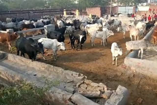 200 गोवंश किए बंद