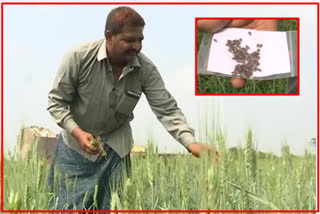 CRPF Jawan cultivates black wheat