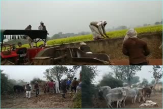 Deeg Bharatpur News, गायों का चारा,  villagers hard work
