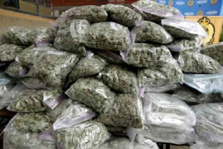 narcotics-department-raided-and-recovered-50-kg-of-cannabis