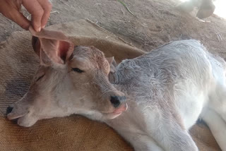 दो मुंह वाला बछड़े का जन्म, Two-faced calf in Marwar Junction