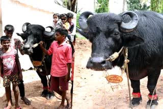 ഊറ്റുകുഴി വേലു  ഭീമന്‍ പോത്തിന് ജന്മദിനമാഘോഷമൊരുക്കി നാടും നാട്ടാരും  കൊല്ലം  കൊല്ലം പ്രാദേശിക വാര്‍ത്തകള്‍  kollam  kollam local news  A giant buffalo weighing around 1300kg