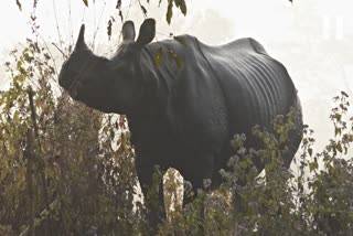 rhino-at-sootea