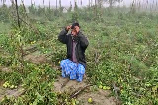 wild elephant destroyed vegetables