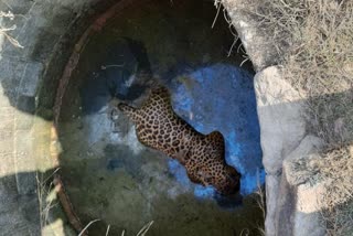 Leopard falls in the well