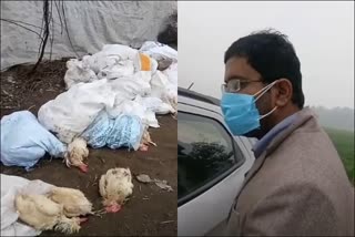 karnal poultry farm chicken death