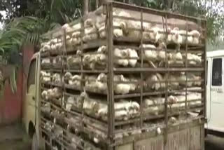 After the ban, broilers were imported from West Bengal