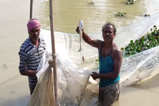 mud fish of Dhamtari are in high demand