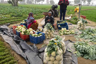 vegetable farmers facing problem