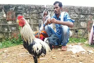 high alert due to bird flu in Bastar