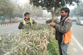 dda started cutting of unwanted trees and big tree stems at dwarka sector-16